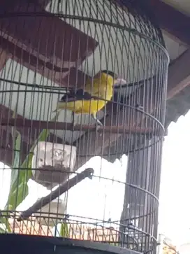 Burung kepodang sumatra burja