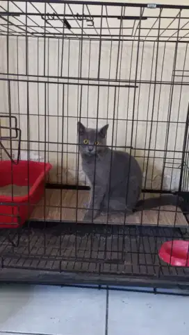 Kucing BSH female