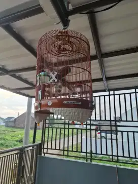 Burung wambi pastol jinak