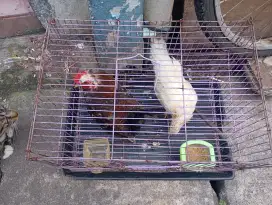jual ayam kate X asrama