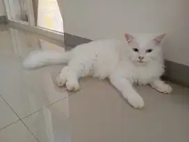 Persia flat betina