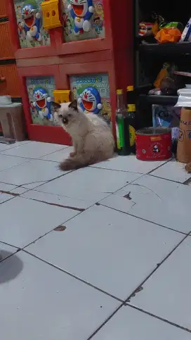 Kitten himalaya jantan longhair