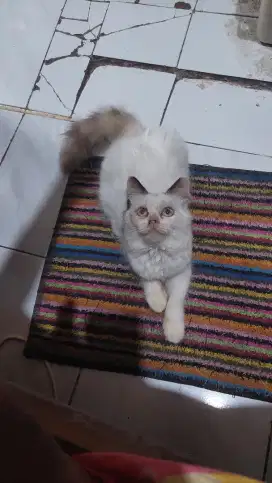 Kitten himalaya betina