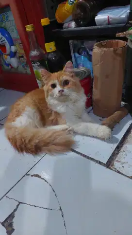 Kitten persia longhair