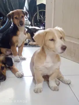 Anak anjing jantan 6 bln