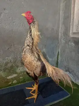 Ayam Bangkok ( BerVideo ) Pukul Berat / Si Dragon