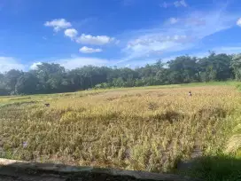 Lahan Sawah Di JUAL cepat !!