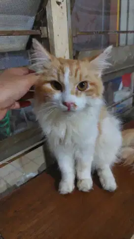 Persia jantan longhair
