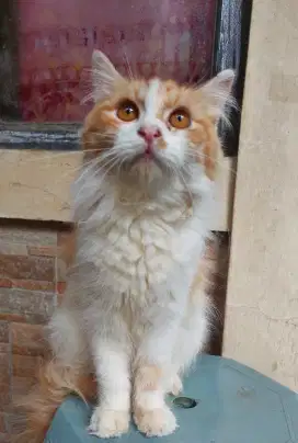 Kucing persia oren 2 ekor