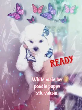 Poodle putih jantan, stb, vaksin.