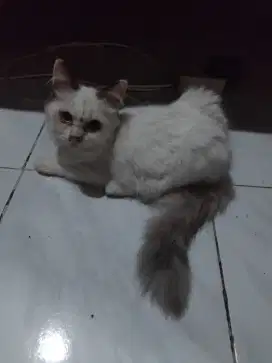 Kitten himalaya longhair