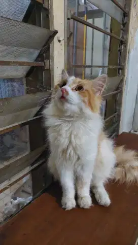 2 ekor Persia oren longhair