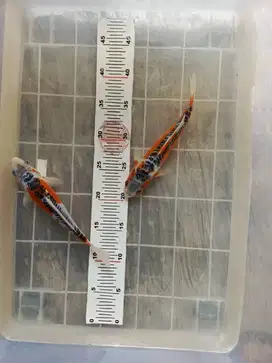 Koi shusui 2 ekor