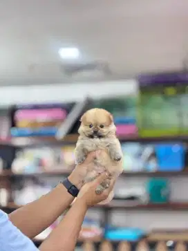 SUPERMINIPOM JANTAN