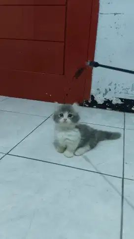 Kucing Munchkin kinkalow/cebol American curly/kaki pendek British curl