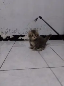 Kucing Munchkin kinkalow/cebol American curly/kaki pendek British curl
