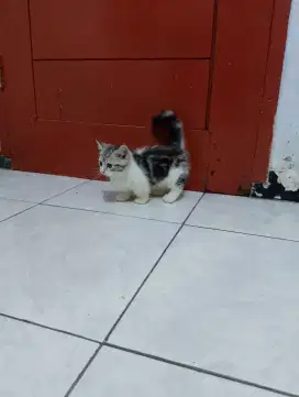 Kucing Munchkin BSH marbel/kaki pendek British shorthair/cebol betina