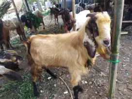 HEWAN AQIQAH DAN QURBAN