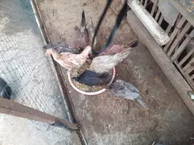 Ayam Kampung Betina