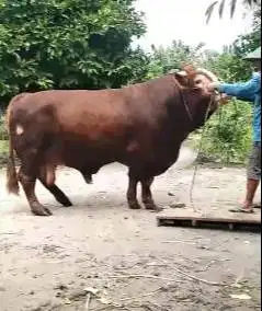 sapi limosin 1.1 ton UP siap hewan qurban terbaik 2025 timbang real ok