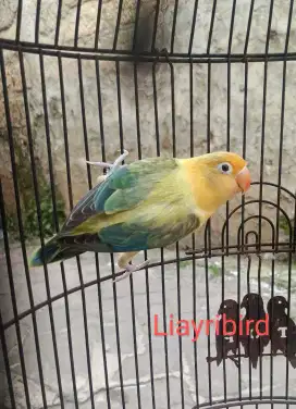 Burung Lovebird Biola Pb Euwing Betina Dewasa