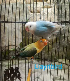 Burung Lovebird Sepasang PF blue x Bpe