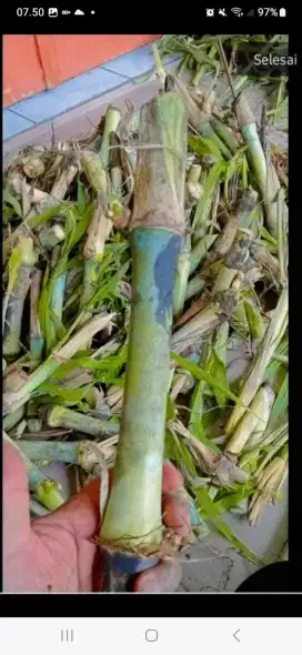 Bibit pakan gama umami superr