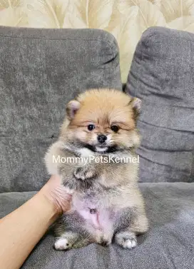 Anjing mini Pom Pomeranian