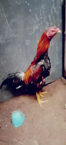 Ayam aseel Parrot x aseel Rajastan muda 6 bulan win 2 x Monggo murah