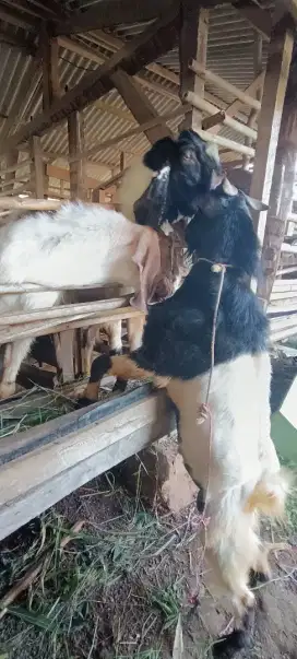 kambing qurban Al Anhar farm.