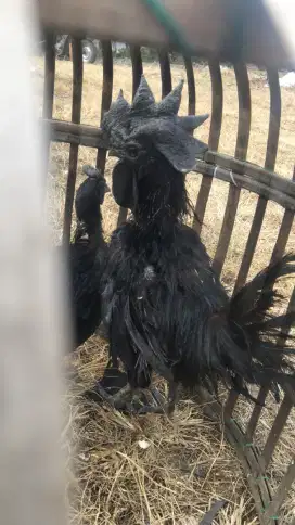 Ayam cemani 1 pasang dewasa