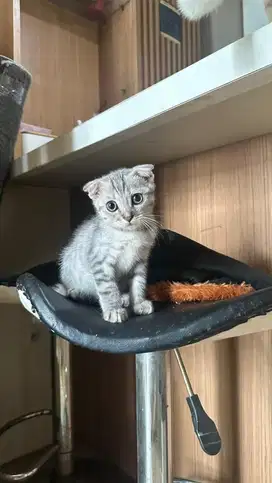 Scottish fold , BSH  British short hair