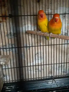 Burung lovebird sepasang