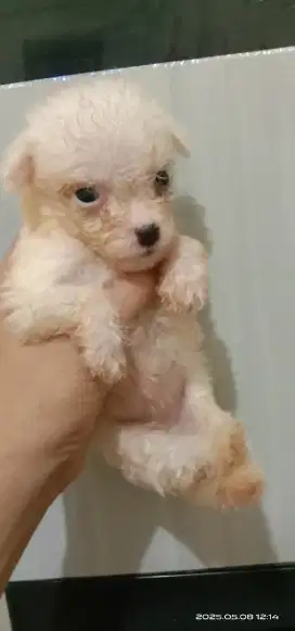 Puppy Bichon frise betina 1 bulan