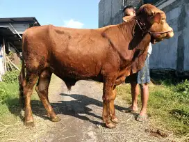 Jual Sapi Kurban gemoy Surabaya Sidoarjo