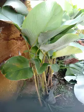 Pohon pisang calathea