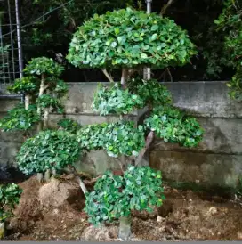 Bonsai Beringin Korea/Beringin Korea/ Tukang Taman
