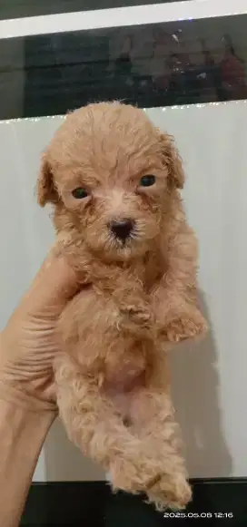 Tiny poodle jantan dan betina 1 bulan
