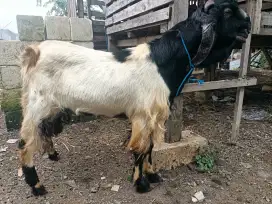 Jual Kambing dan domba Kurban Surabaya Sidoarjo