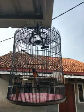 Jual sangkar burung murai no3