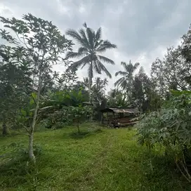di jual tanah kebun apokat dan durian view sawah murah di tabanan bali