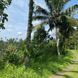 tanah kebun isi mata air area desa wisata di tabanan bali.