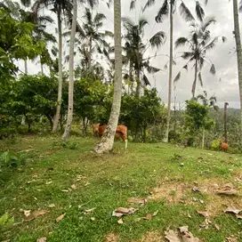 tanah kebun contour datar view gunung hawa sejuk di tabanan bali