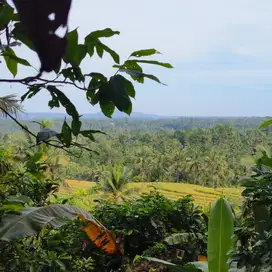 di jual tanah kebun view sawah dan lembah di tabanan bali