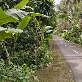 tanah kebun contour datar murah di tabanan bali