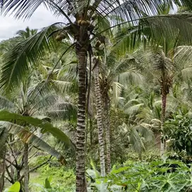 tanah kebun manggis dan durian murah di tabanan bali