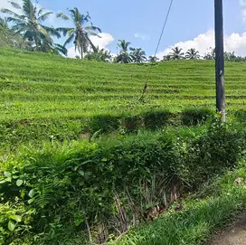 tanah kebun dan sawah luas kecil los sungai kecil di tabanan bali