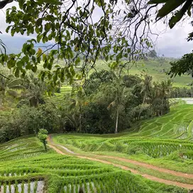tanah luas kecil view sawah indah di tabanan bali