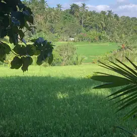 tanah kebun view sawah contour datar di tabanan bali
