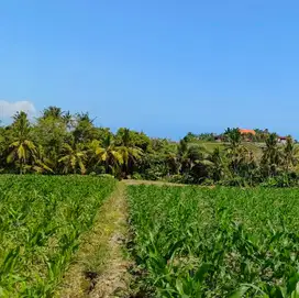 di jual tanah dekat pantai harga termurah di tabanan bali